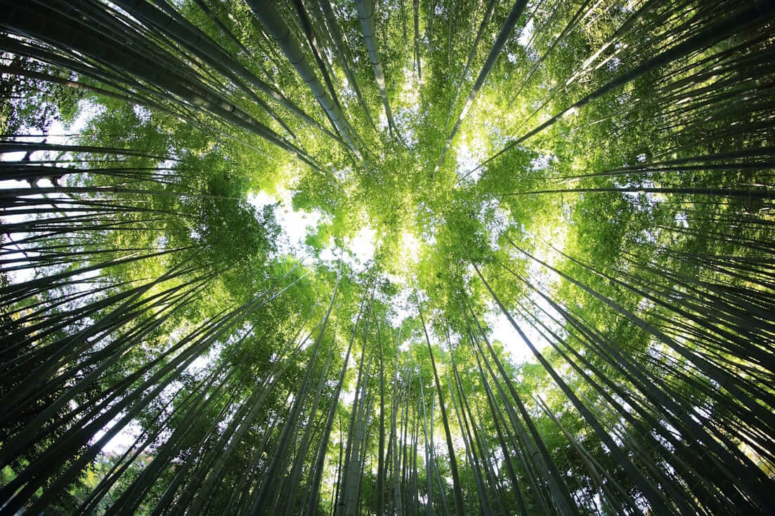 Sanchia: liderando la revolución verde en la industria del mobiliario